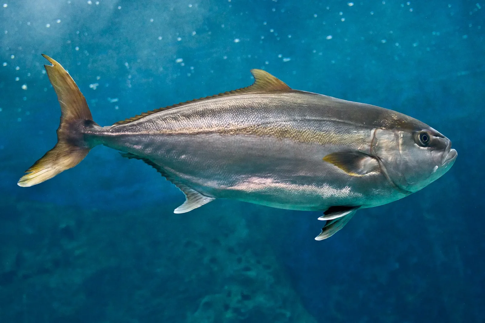 Amberjack