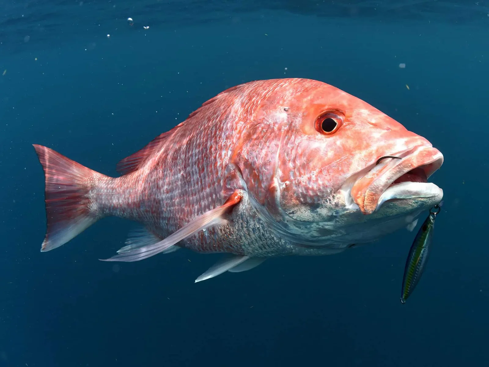 Red Snapper