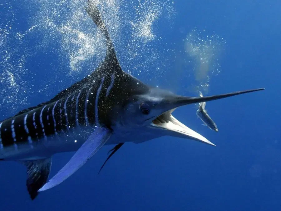 White Marlin