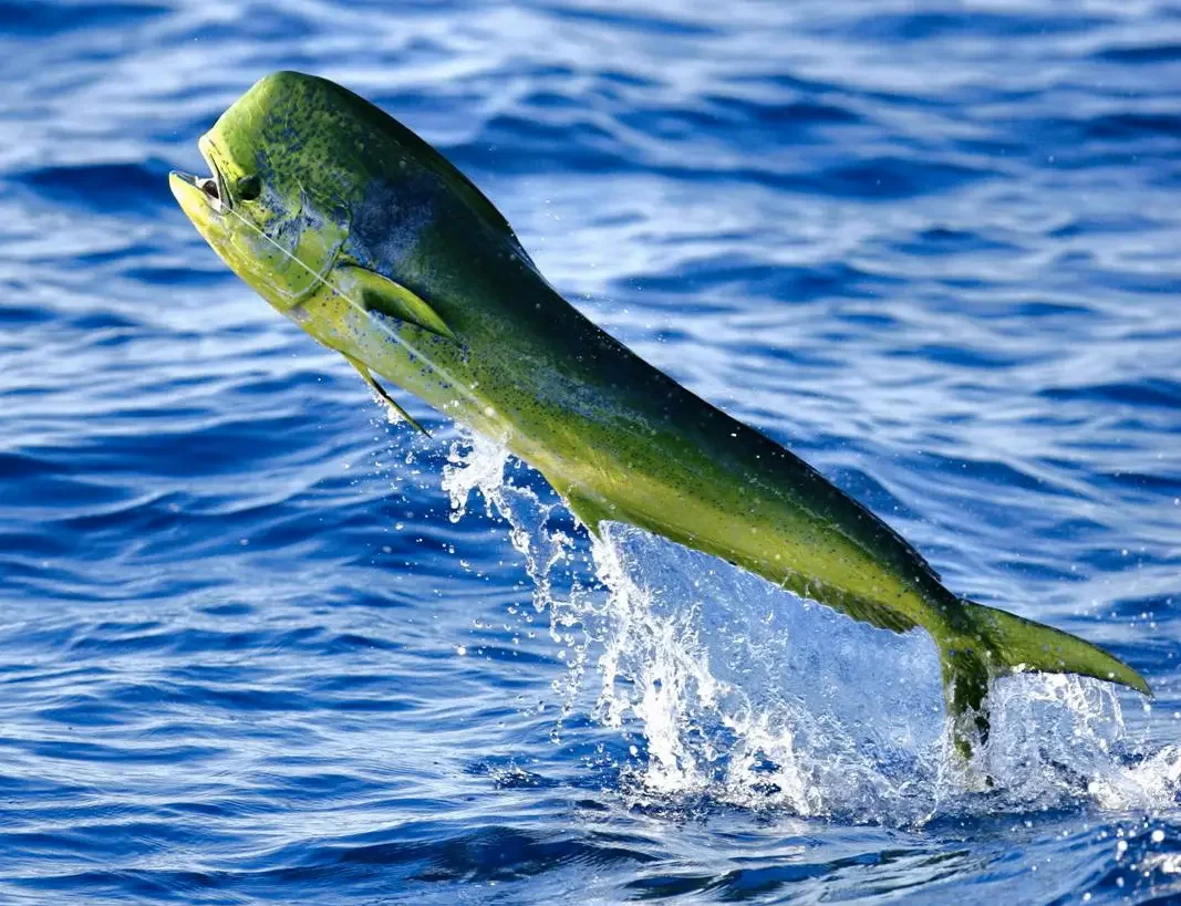Dorado
