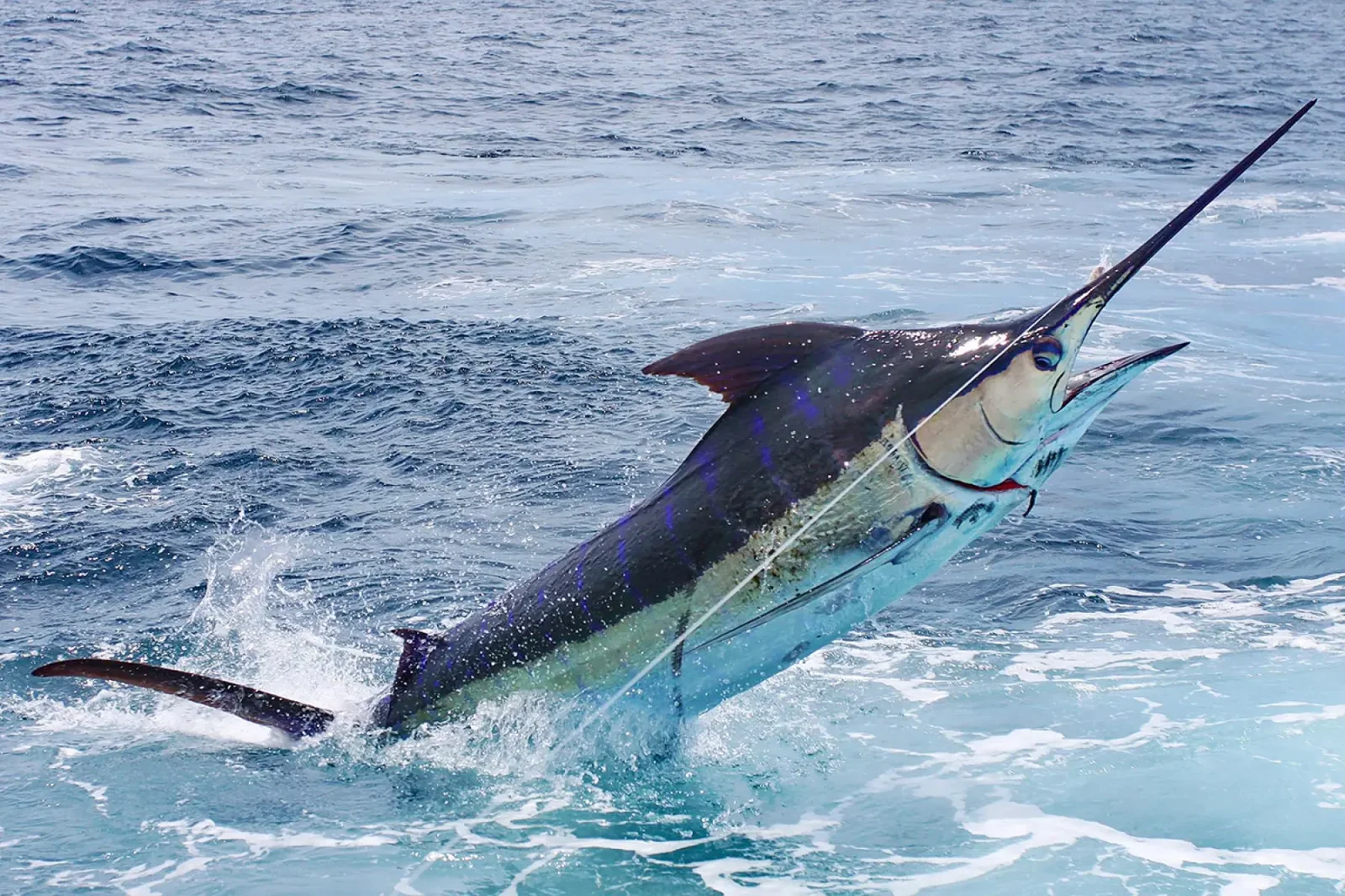 Billfish leaping above the sea