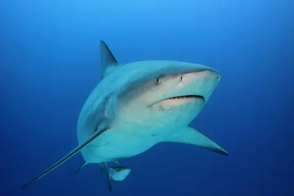 Bull Shark